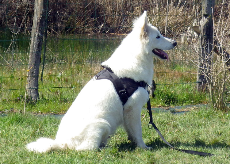Éducation Canine Bourg en Bresse Macon Ain (01) - les Caprices de
