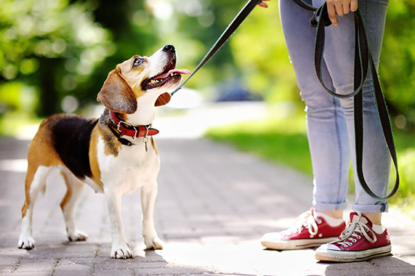 Éducation Canine En Visioconférence